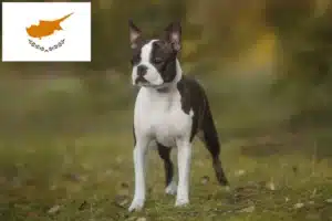 Read more about the article Hodowcy i szczenięta Boston terrier w Cypr