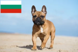 Read more about the article Buldog francuski hodowcy i szczenięta w Bułgaria