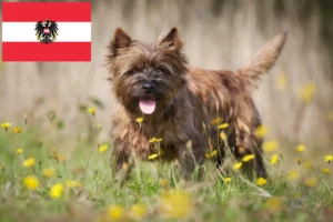 Read more about the article Hodowcy i szczenięta Cairn terrier w Austria