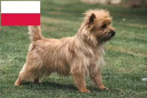 Read more about the article Hodowcy i szczenięta Cairn terrier w Polska