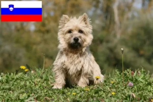 Read more about the article Hodowcy i szczenięta Cairn terrier w Słowenia