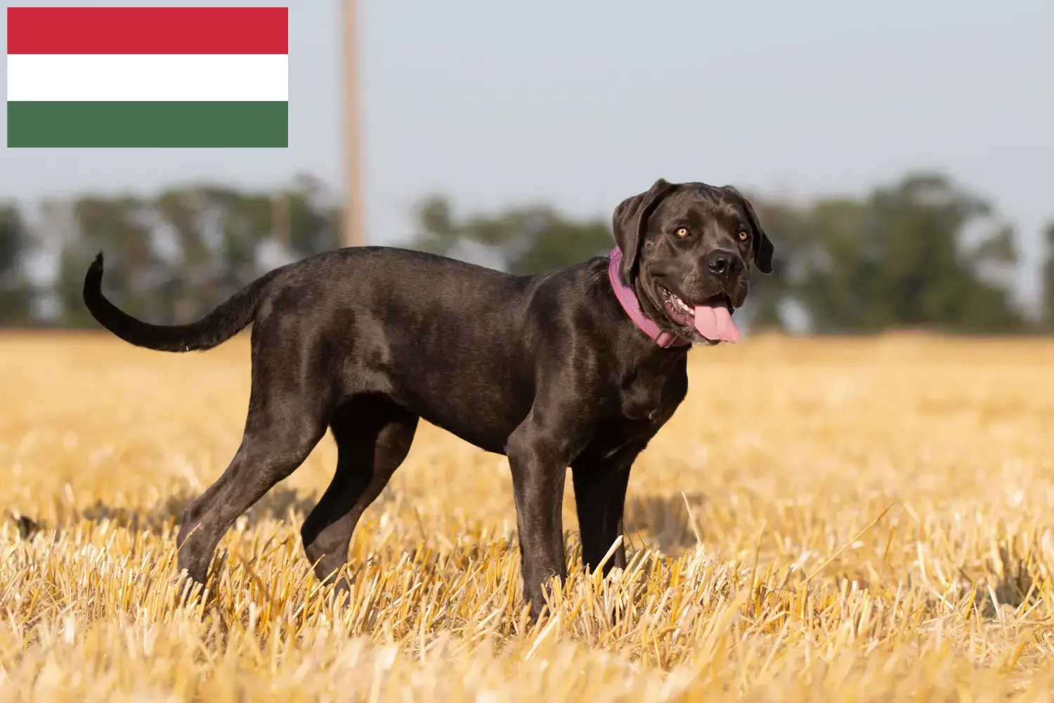 Read more about the article Cane corso włoski hodowcy i szczenięta w Węgry