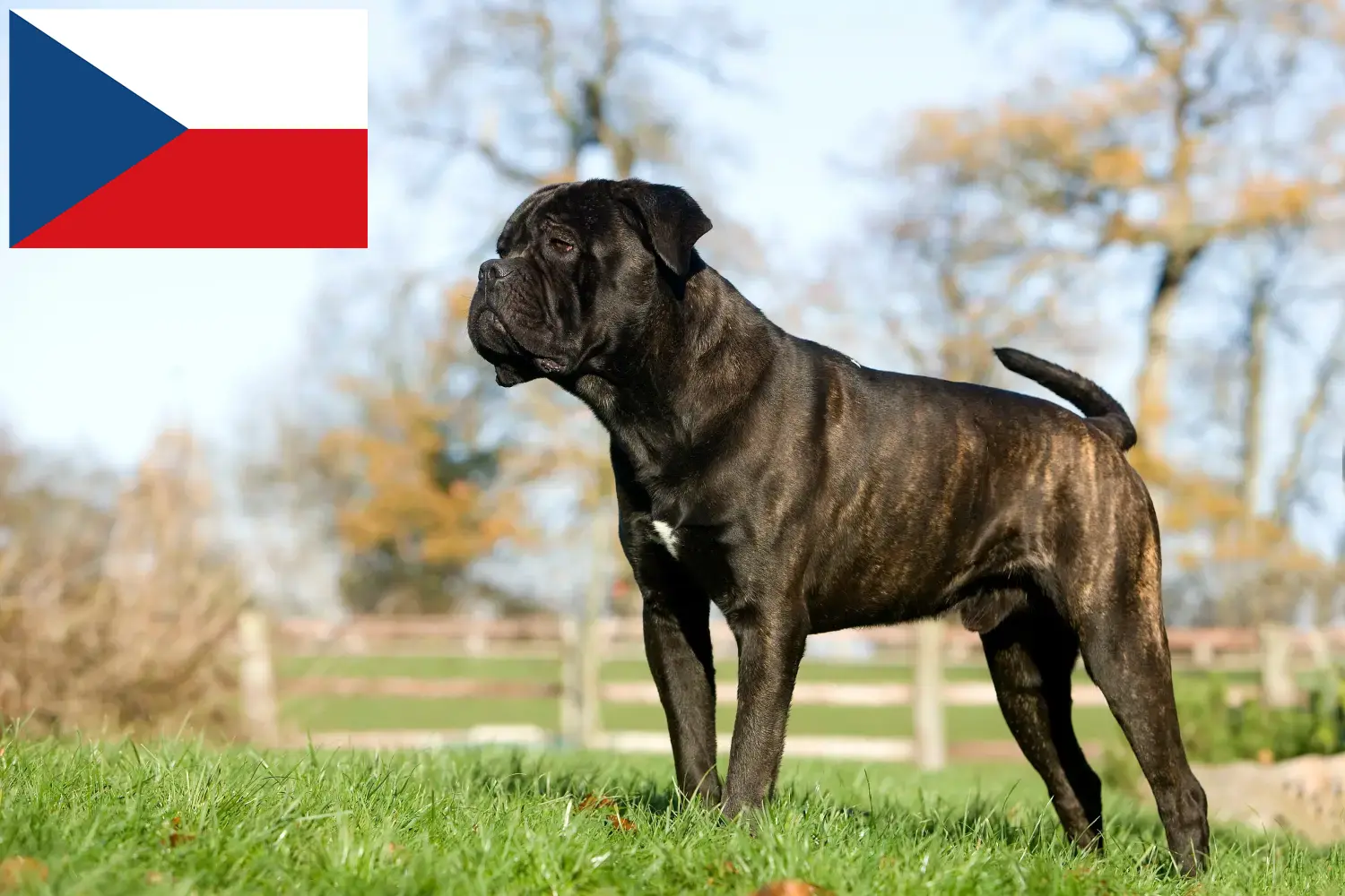 Read more about the article Hodowcy i szczenięta Cane corso włoski w Czechy