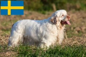 Read more about the article Hodowcy i szczenięta clumber spaniel w Szwecja