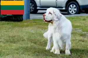 Read more about the article Hodowcy i szczenięta clumber spaniel w Litwa