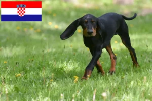 Read more about the article Hodowcy i szczenięta rasy Czarny i podpalany coonhound w Chorwacja