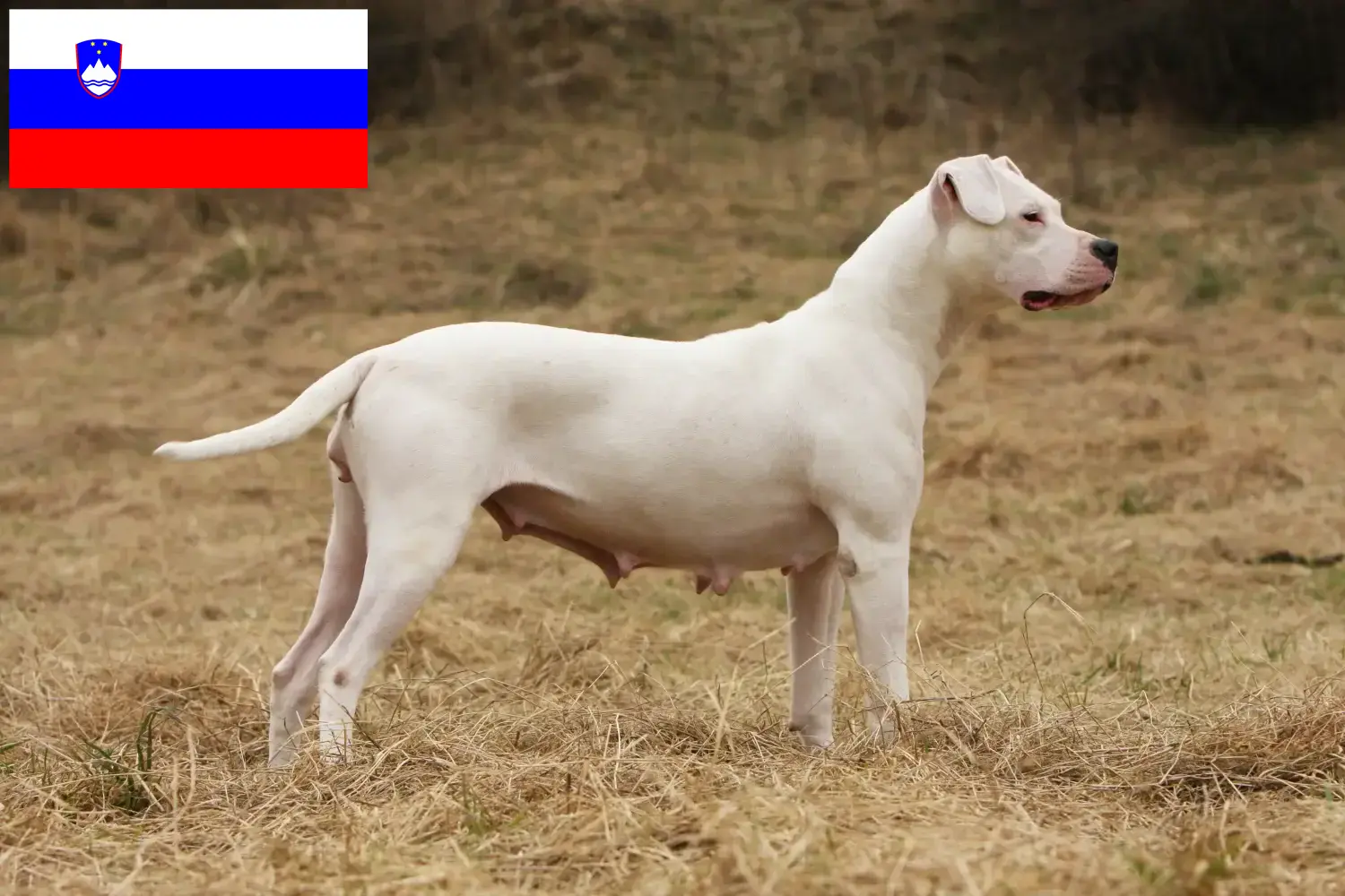 Read more about the article Hodowcy i szczenięta Dogo Argentino w Słowenia