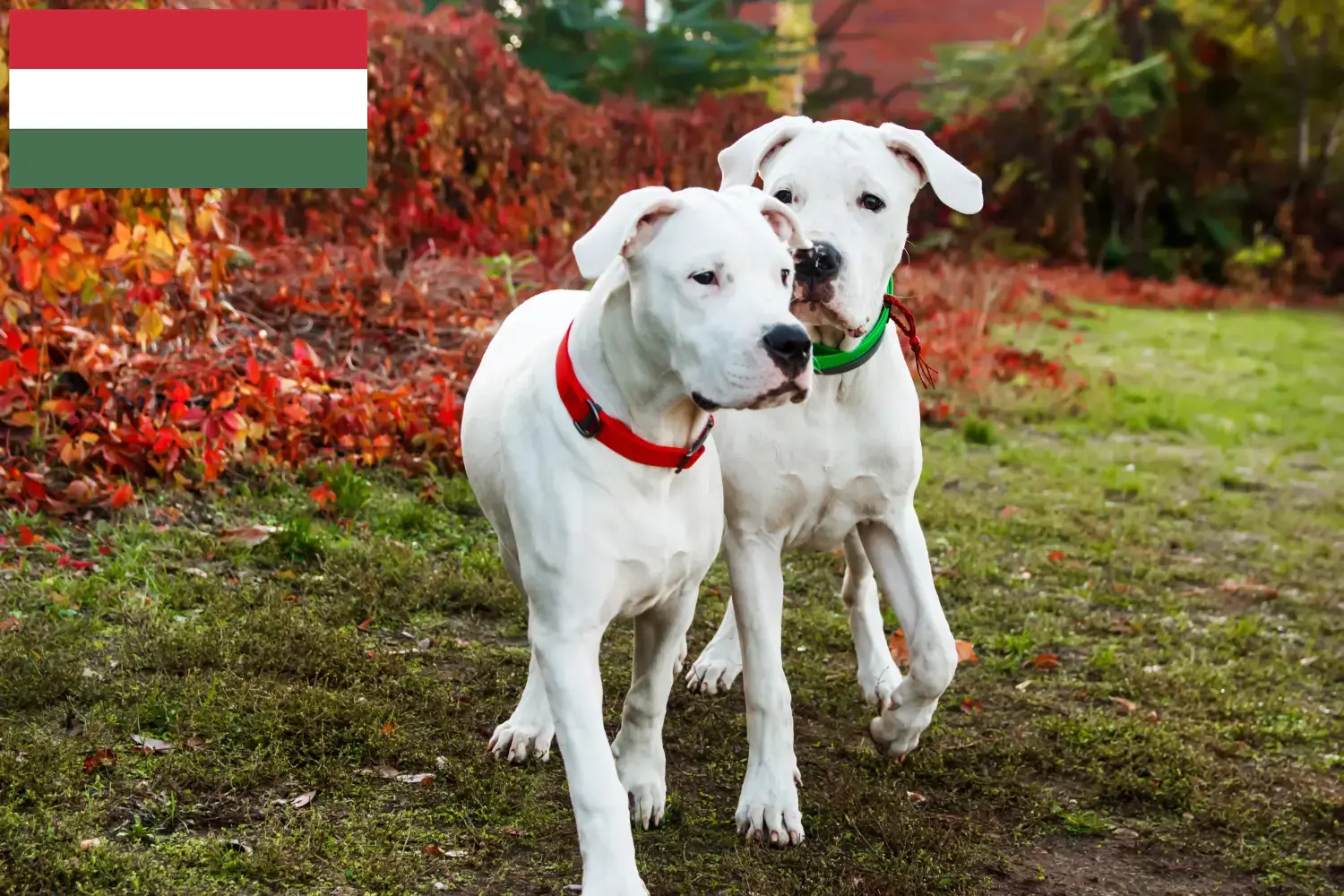 Read more about the article Hodowcy i szczenięta Dogo Argentino w Węgry