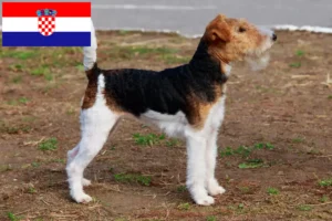 Read more about the article Hodowcy i szczenięta fox terrier w Chorwacja