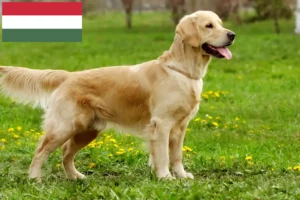 Read more about the article Hodowcy i szczenięta Golden Retriever w Węgry