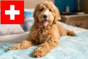 Read more about the article Hodowcy i szczenięta Goldendoodle w Szwajcaria