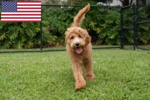 Read more about the article Hodowcy i szczenięta Goldendoodle w USA