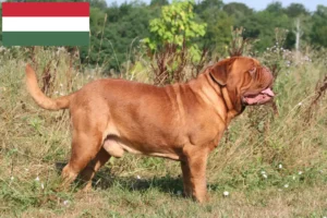 Read more about the article Hodowcy i szczenięta Dogue de Bordeaux w Węgry