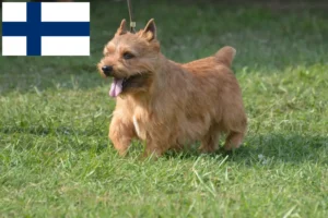 Read more about the article Hodowcy i szczenięta Irish Glen of Imaal Terrier w Finlandia