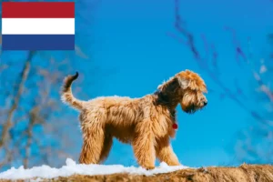 Read more about the article Hodowcy i szczenięta Irish soft coated terrier pszeniczny w Holandia