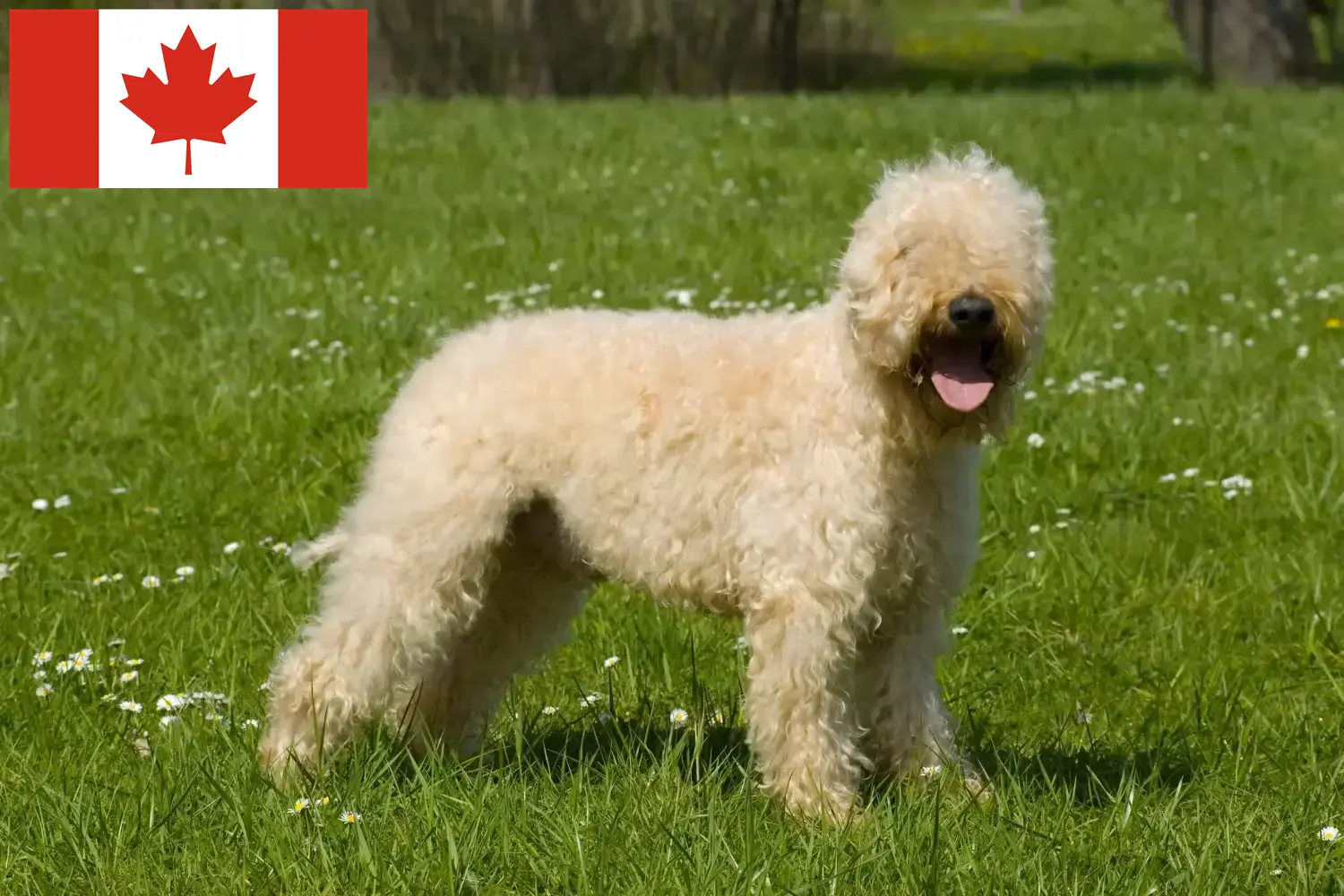 Read more about the article Irish Soft Coated Wheaten Terrier Hodowcy i szczenięta w Kanada