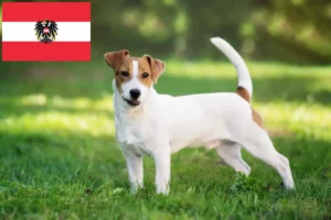 Read more about the article Hodowcy i szczenięta Jack Russell w Austria