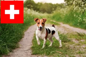 Read more about the article Hodowcy i szczenięta Jack Russell w Szwajcaria