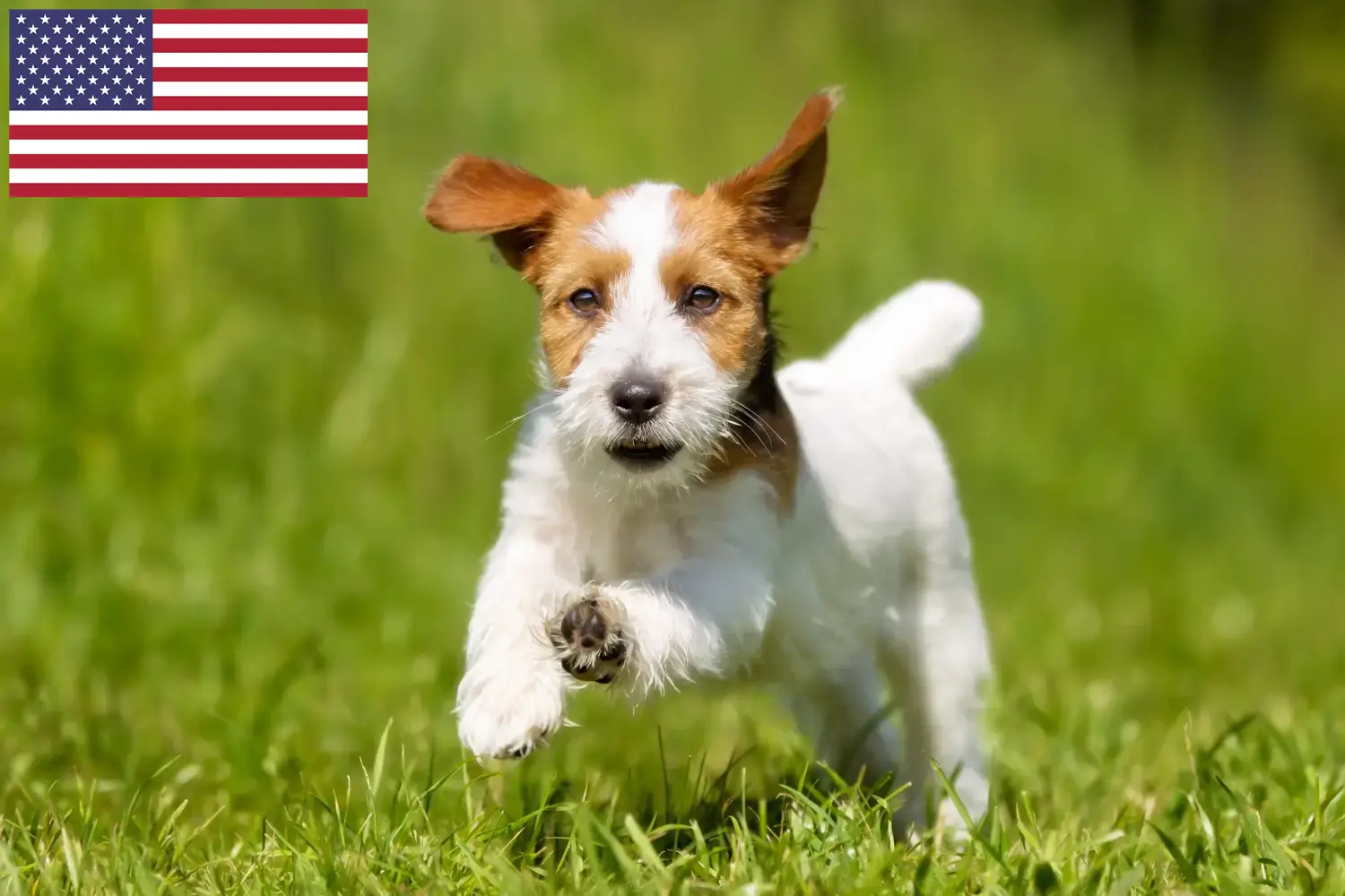 Read more about the article Hodowcy i szczenięta Jack Russell w USA