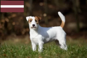 Read more about the article Hodowcy i szczenięta Jack Russell w Łotwa