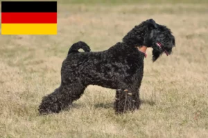 Read more about the article Hodowcy i szczenięta Kerry blue terrier w Niemcy