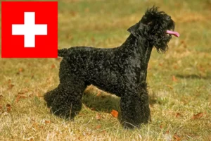 Read more about the article Hodowcy i szczenięta Kerry blue terrier w Szwajcaria