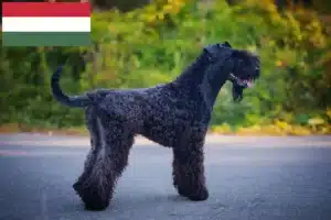 Read more about the article Hodowcy i szczenięta Kerry blue terrier w Węgry