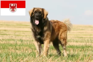 Read more about the article Hodowcy i szczenięta Leonberger w Brandenburgia