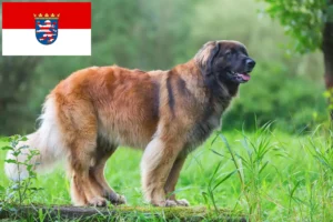 Read more about the article Hodowcy i szczenięta Leonberger w Hesja