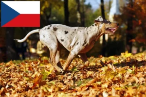 Read more about the article Louisiana Catahoula Leopard Hodowca psów i szczeniąt w Czechach