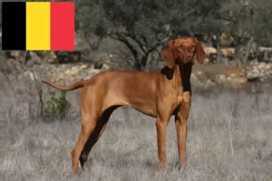 Read more about the article Hodowcy i szczenięta Magyar Vizsla w Belgia