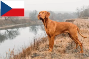 Read more about the article Hodowcy i szczenięta Magyar Vizsla w Republika Czeska