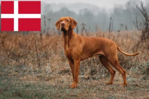 Read more about the article Hodowcy i szczenięta Magyar Vizsla w Dania