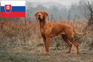 Read more about the article Hodowcy i szczenięta Magyar Vizsla w Słowacja