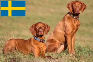 Read more about the article Hodowcy i szczenięta Magyar Vizsla w Szwecja