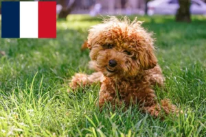 Read more about the article Hodowcy i szczenięta Maltipoo w Francja