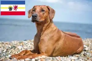 Read more about the article Rhodesian Ridgeback hodowcy i szczenięta w Meklemburgia-Pomorze Przednie