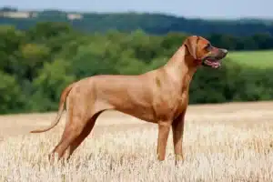 Read more about the article Hodowca Rhodesian Ridgeback