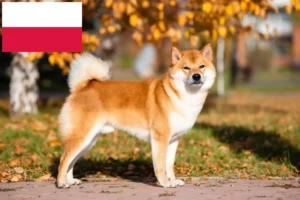 Read more about the article Hodowcy i szczenięta Shiba w Polska