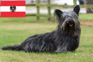 Read more about the article Hodowcy i szczenięta Skye terrier w Austria