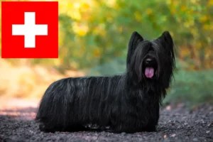 Read more about the article Hodowcy i szczenięta skye terrier w Szwajcaria