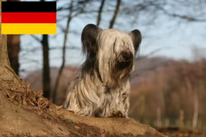 Read more about the article Hodowcy i szczenięta Skye terrier w Niemcy