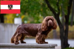 Read more about the article Hodowcy i szczenięta Sussex-Spaniel w Austria