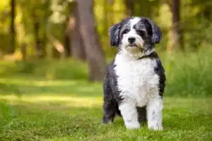 Read more about the article Hodowca Shih-Poo