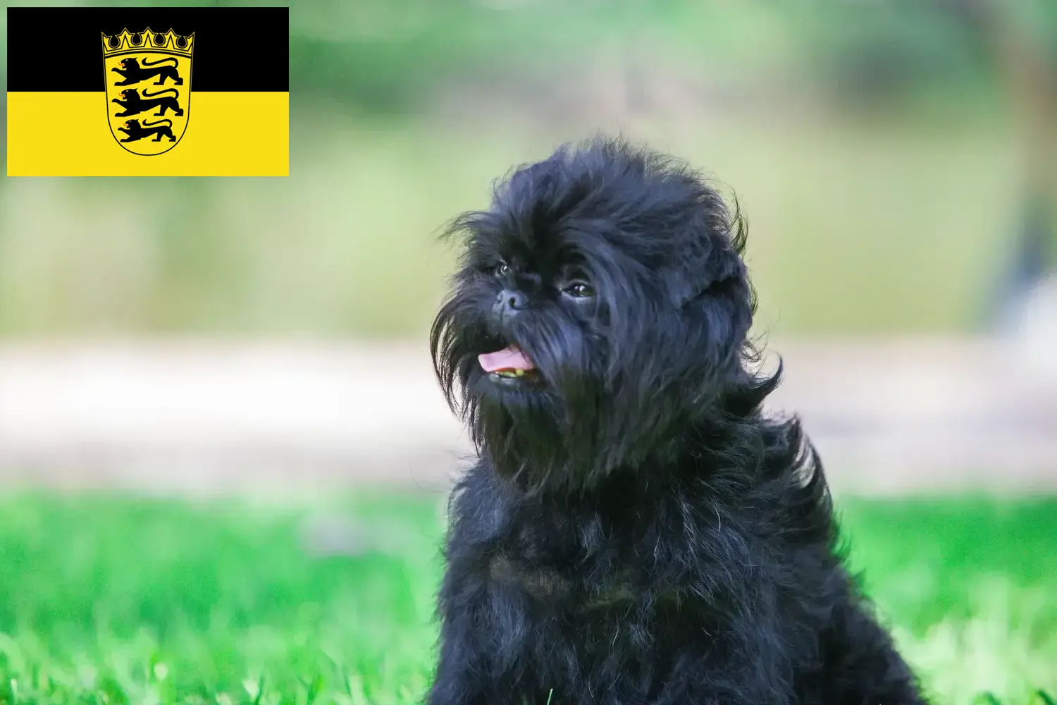 Read more about the article Hodowcy i szczenięta affenpinscher w Badenia-Wirtembergia