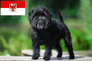 Read more about the article Hodowcy i szczenięta affenpinscher w Brandenburgia