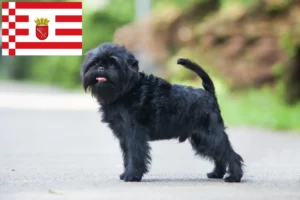 Read more about the article Hodowcy i szczenięta affenpinscher w Brema