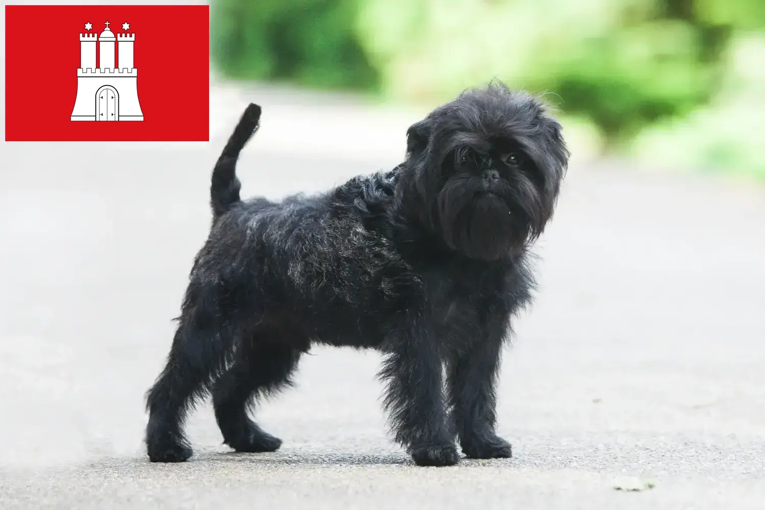 Read more about the article Hodowcy i szczenięta affenpinscher w Hamburg