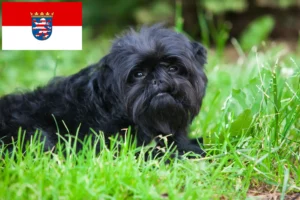 Read more about the article Hodowcy i szczenięta affenpinscher w Hesja