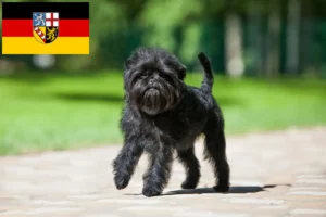 Read more about the article Hodowcy i szczenięta affenpinscher w Kraj Saary